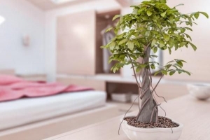 Vilka växter förbättrar feng shui i mitt hem?