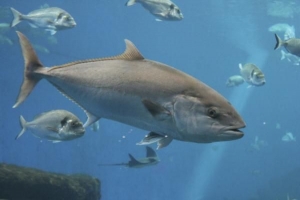 Varför är blåfenad tonfisk i fara