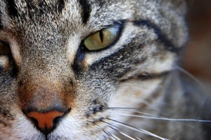 Varför faller cat whiskers ut? - alla möjliga skäl