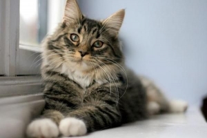 Varför rör sig kattöron