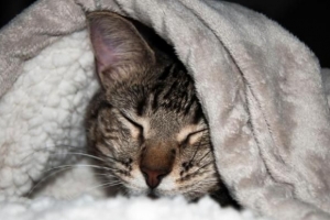 Varför har min katt kala fläckar?