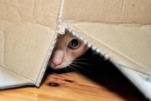 Varför gömmer sig min katt?