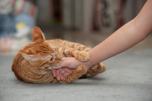 Varför knådar min katt mig och biter mig sedan?