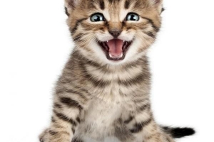 Varför jamar min katt så mycket