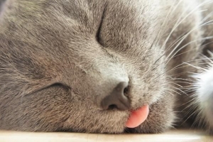 Varför kräks min katt