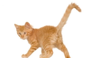Varför viftar min katt på svansen