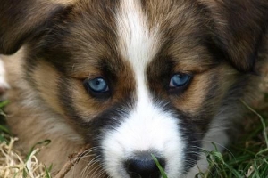 Varför äter min hund sin avföring