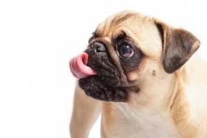 Varför får min hund hicka?