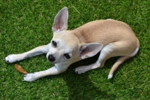 Varför rullar min hund i bajs