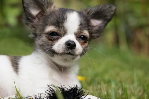 Varför ryser min hund hela tiden