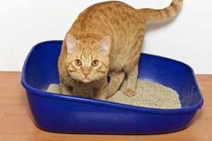 Varför använder inte min katt kattlådan