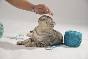 Varför spinner inte min katt längre?