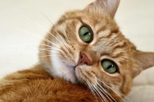 Varför är min katt fet?