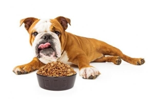 Varför är min hund alltid hungrig