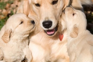Varför äter inte min hund efter förlossningen?