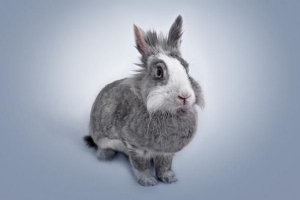 Varför är my rabbit aggressiv?