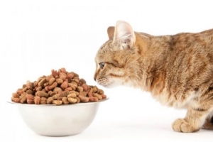 Varför äter inte min katt