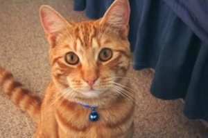 Varför du inte bör sätta en klocka på din katt